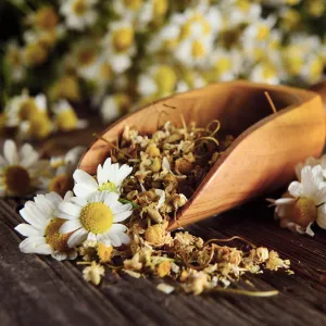 Chamomile Hydrosol