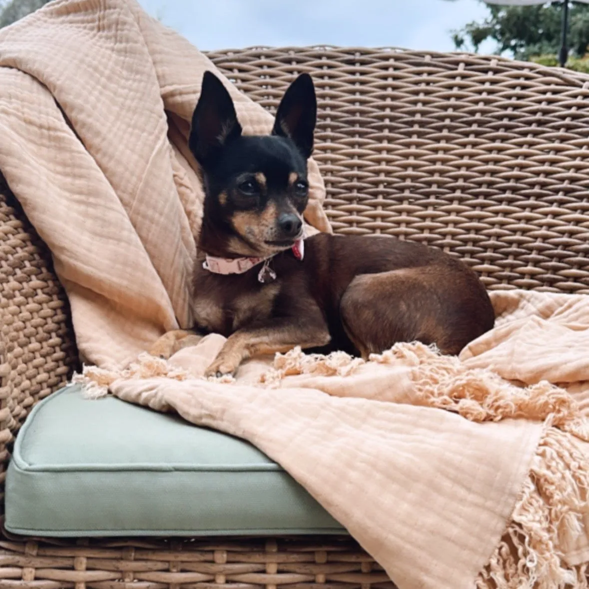 Oversized Fringe Breeze Throw
